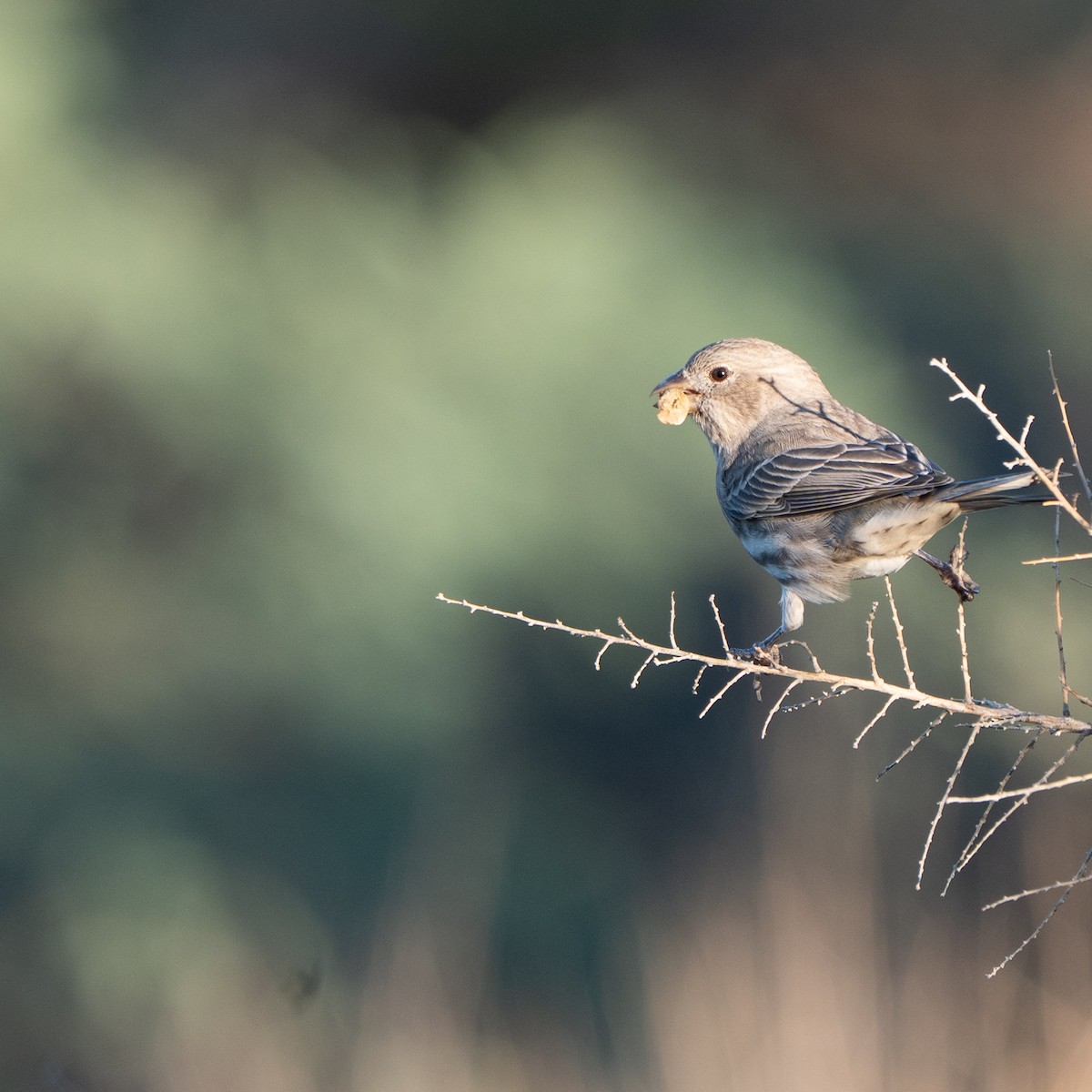 House Finch - ML643528943