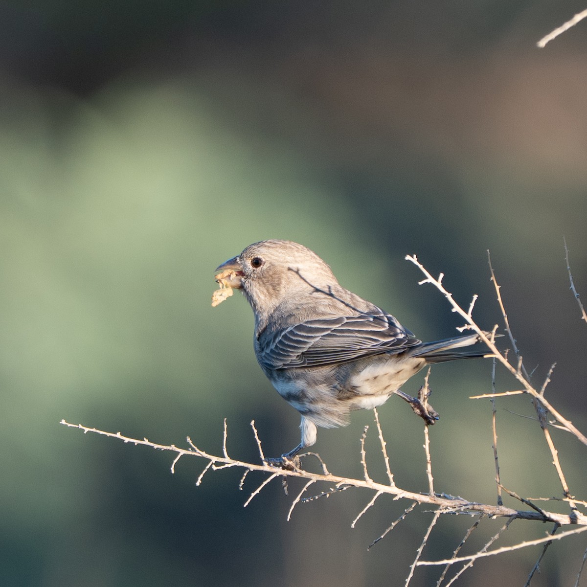 House Finch - ML643528944