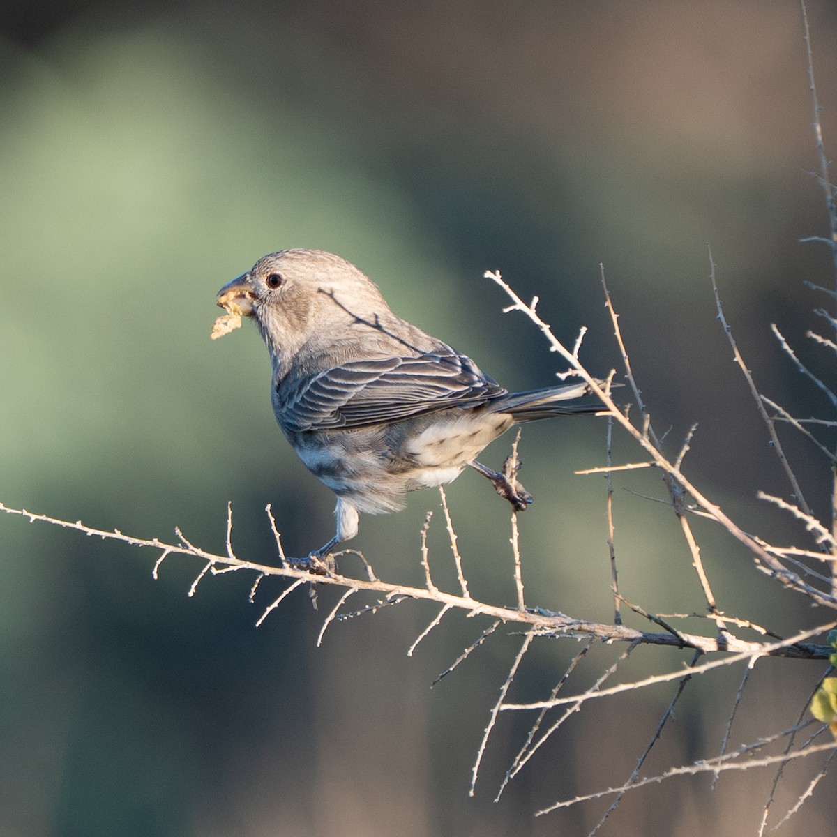 House Finch - ML643528945