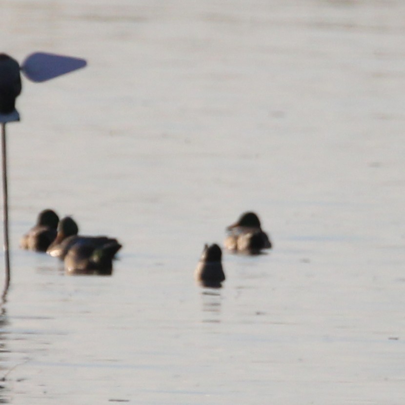 Green-winged Teal - ML643528948