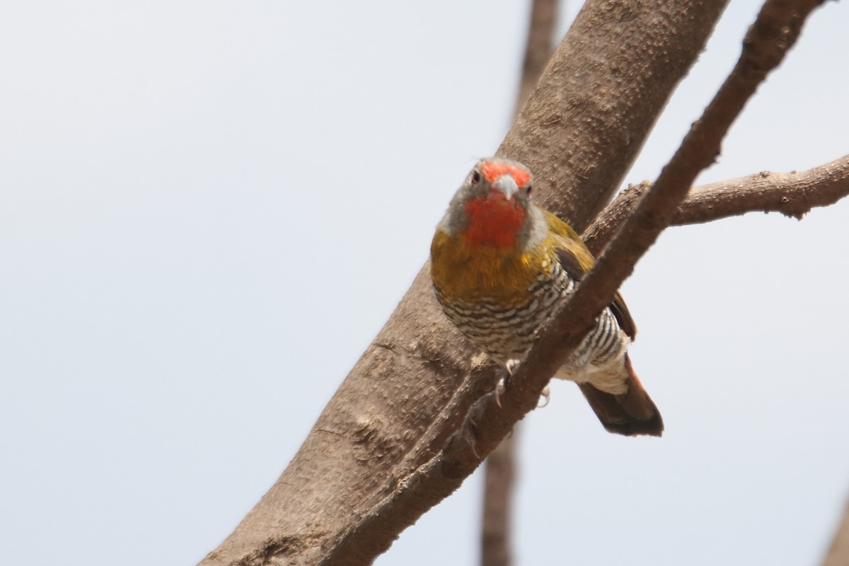Green-winged Pytilia - ML643528980