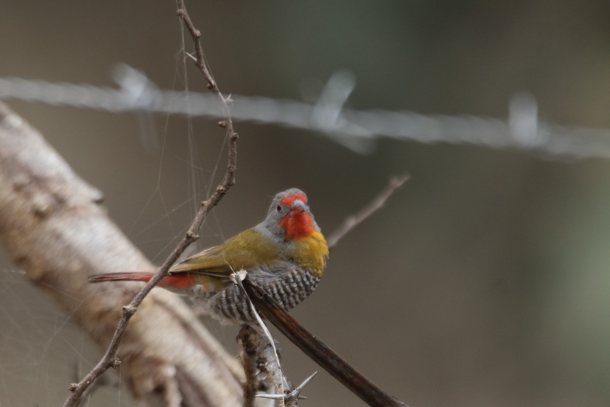 Green-winged Pytilia - ML643528981
