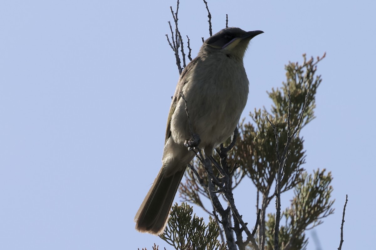 Purple-gaped Honeyeater - ML643528988