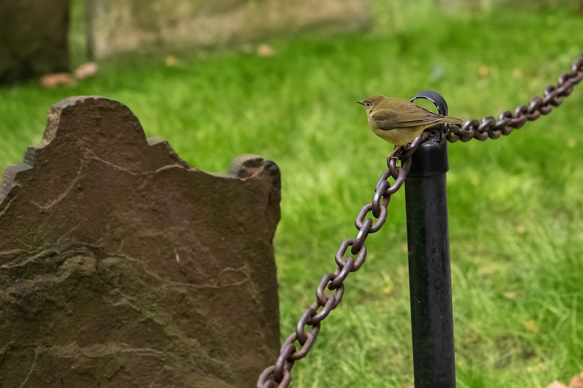 Connecticut Warbler - ML643528993