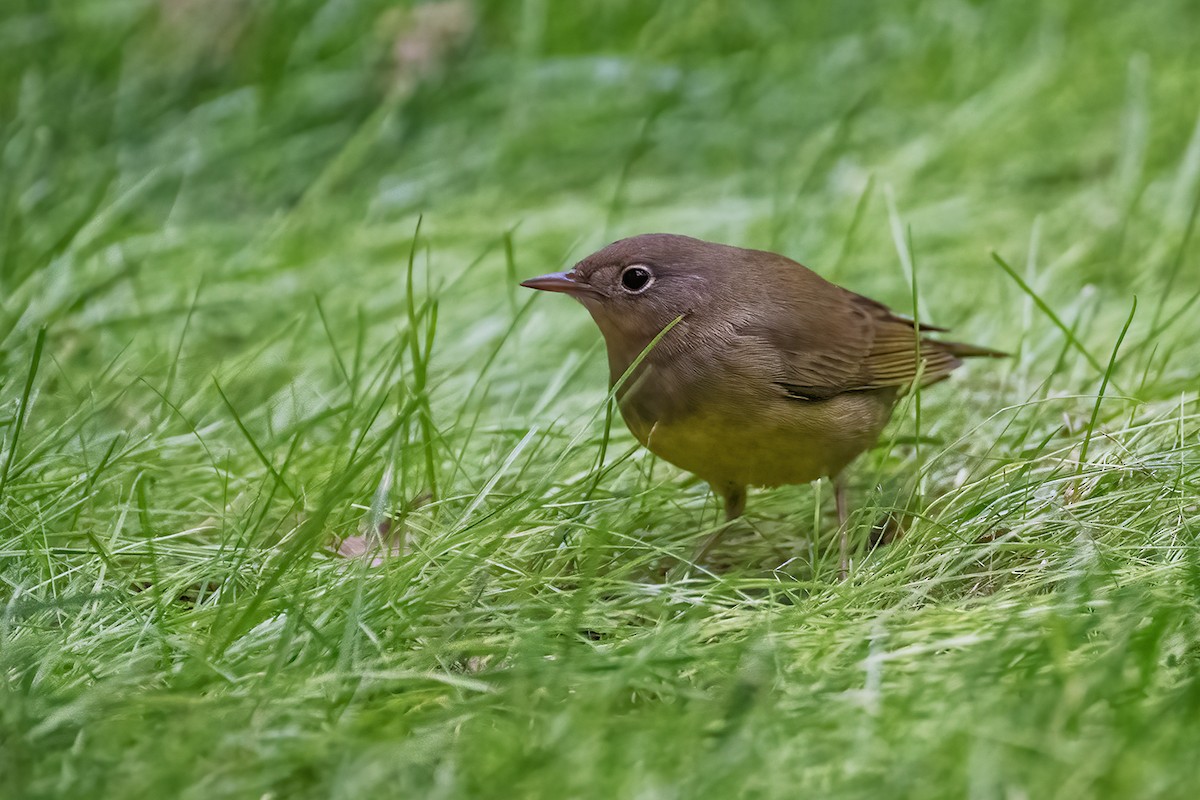 Connecticut Warbler - ML643528994