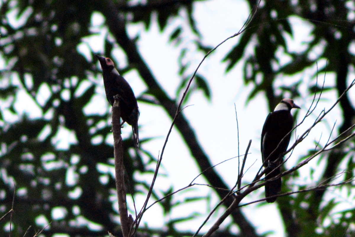 Coleto - ML643528998