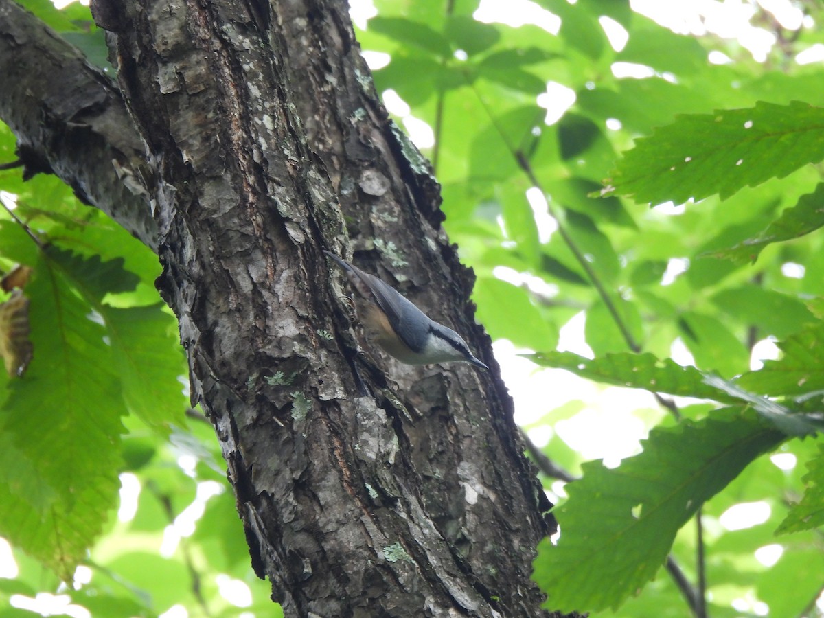 Garrapo eurasiarra - ML643529023