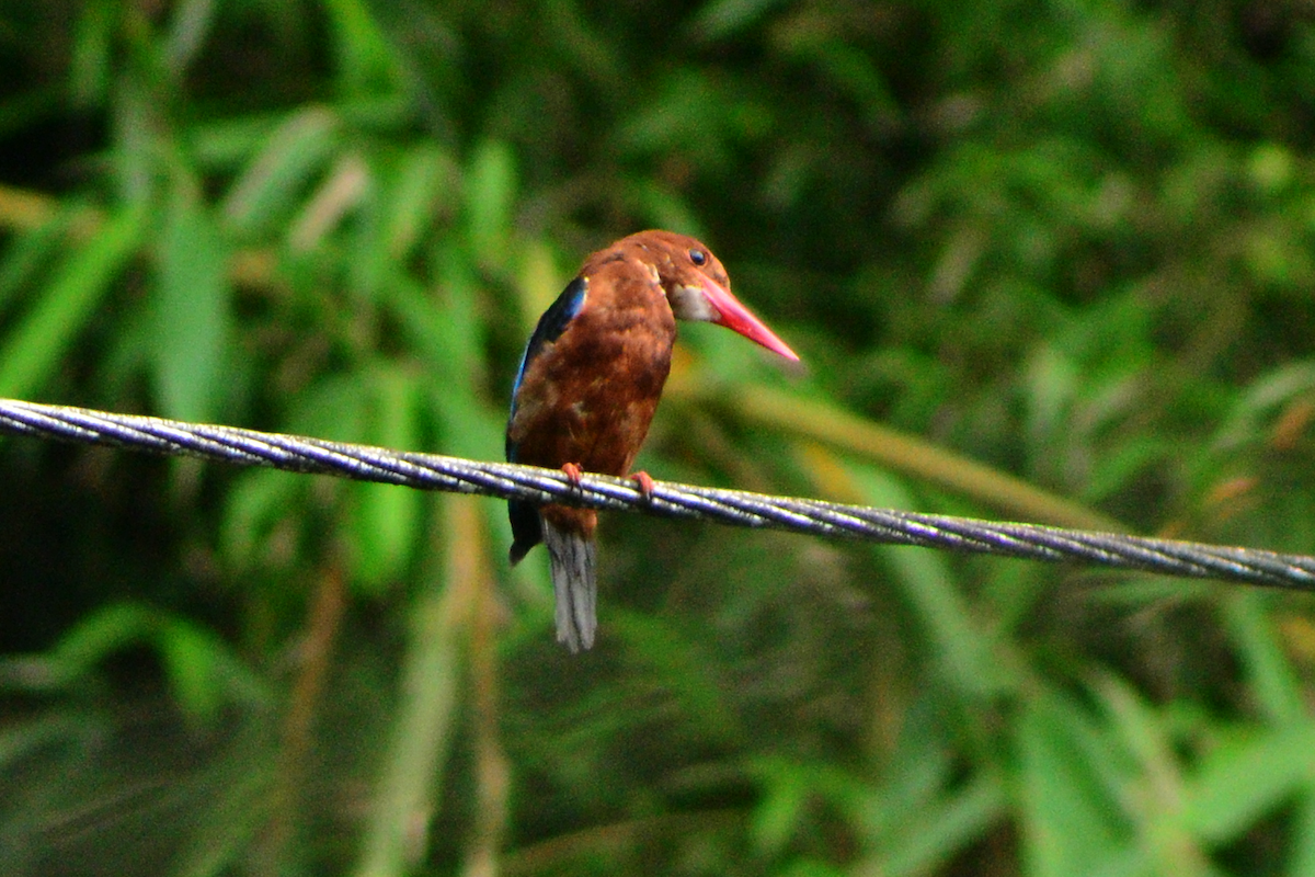 Brown-breasted Kingfisher - ML643529031