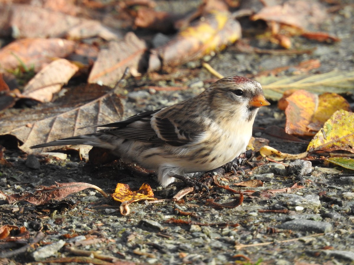 Дөлөн цэгцүүхэй - ML643529033