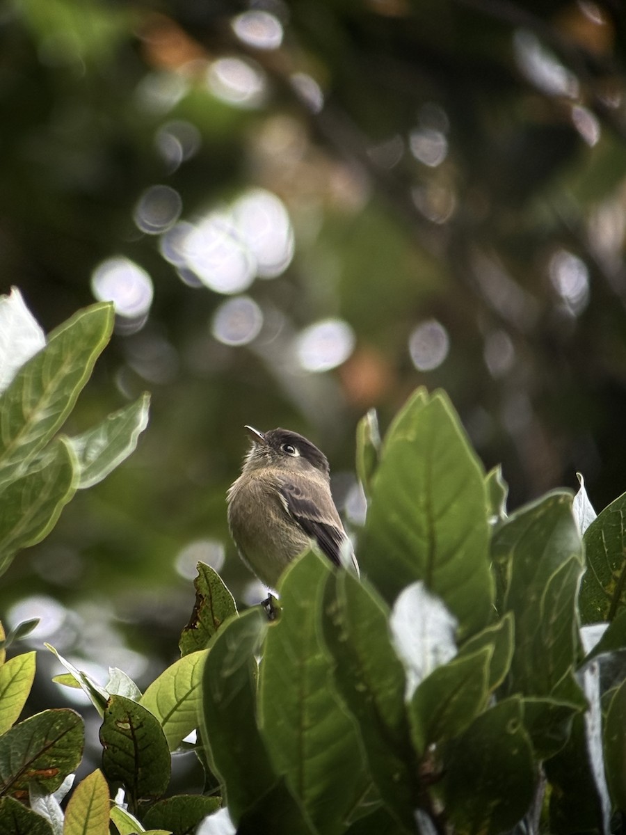 Black-capped Flycatcher - ML643529035