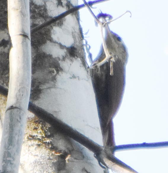 Lesser Woodcreeper - ML643529047