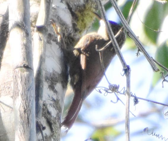 Lesser Woodcreeper - ML643529053