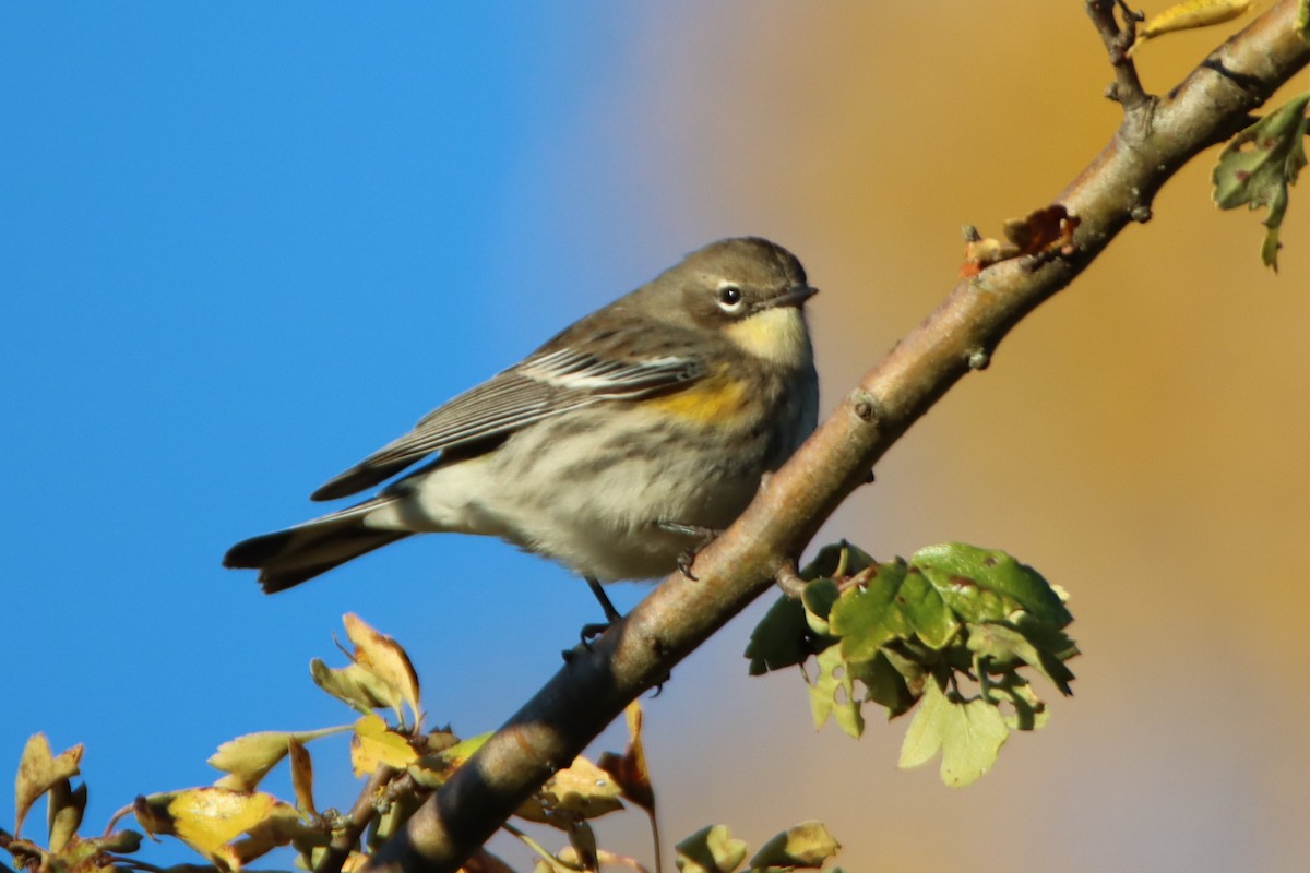 Kronenwaldsänger - ML643529057