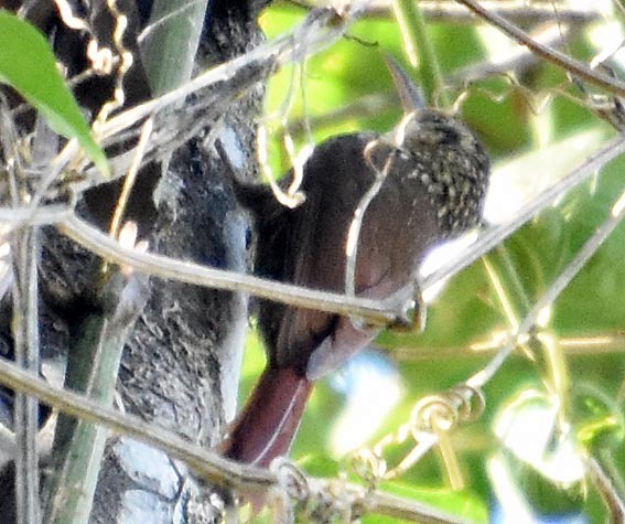 Lesser Woodcreeper - ML643529059