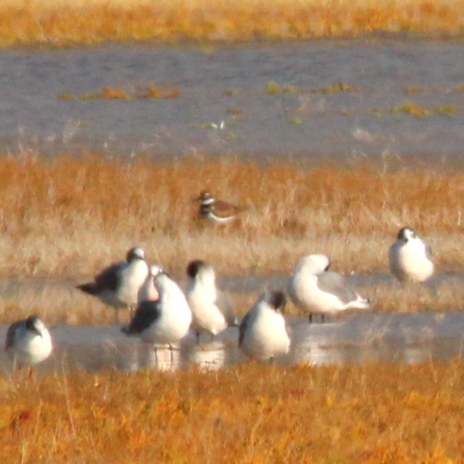 Killdeer - ML643529065