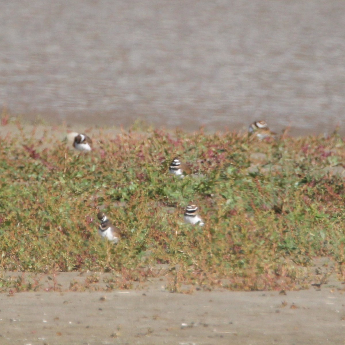 Killdeer - ML643529066