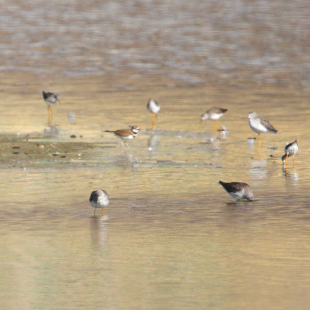 Killdeer - ML643529067