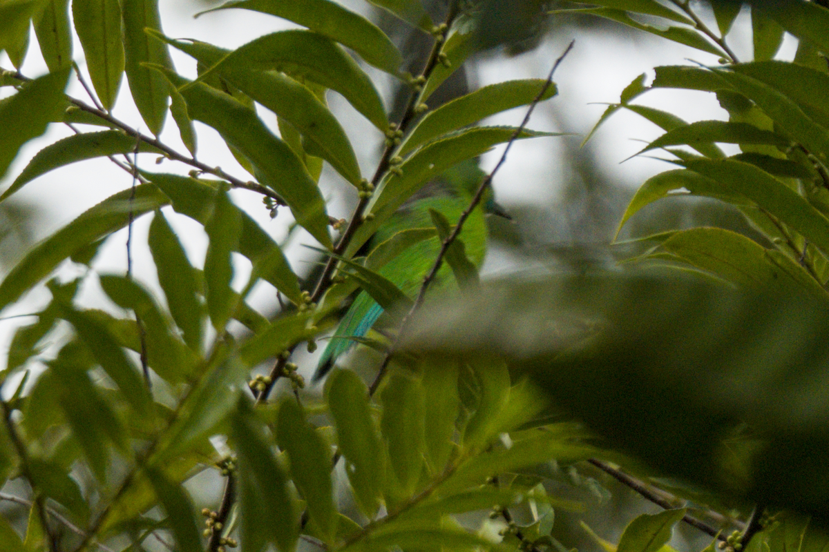 Blue-winged Leafbird - ML643529069