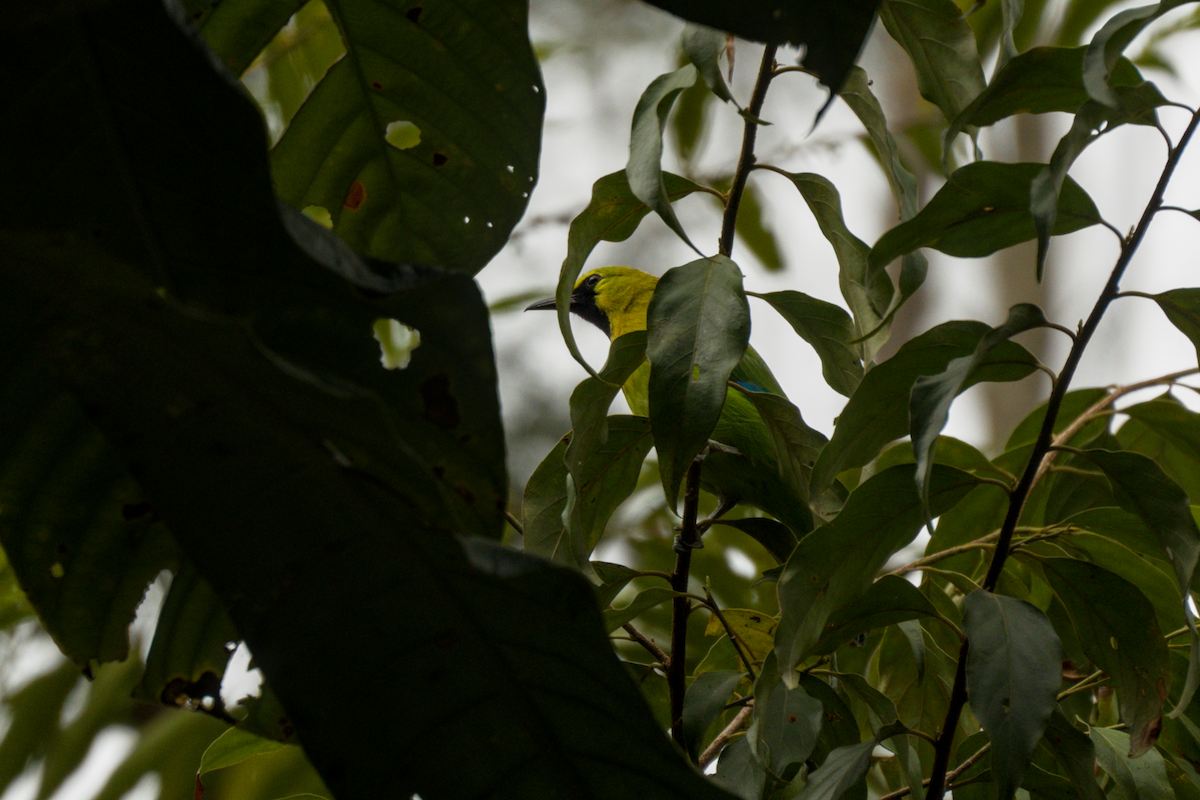 Blue-winged Leafbird - ML643529070