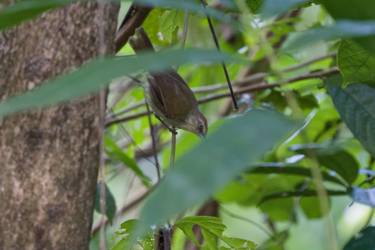 Pin-striped Tit-Babbler - ML643529080