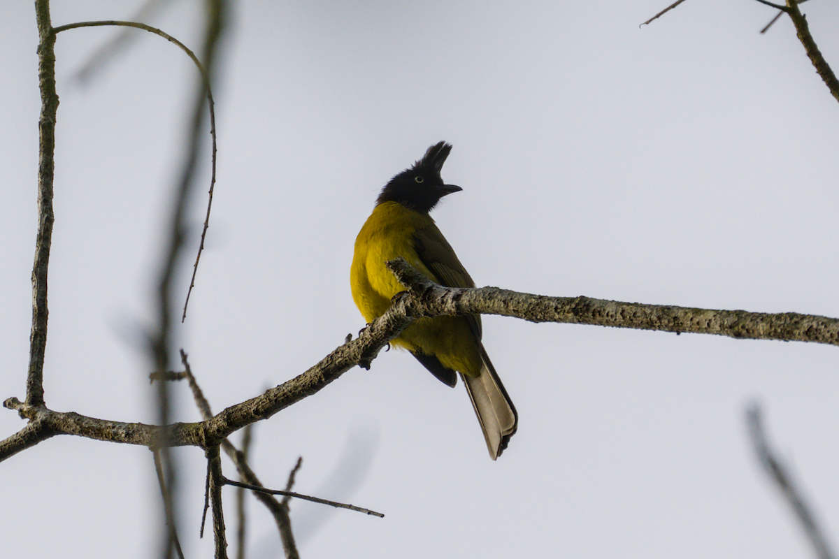 Black-crested Bulbul - ML643529086