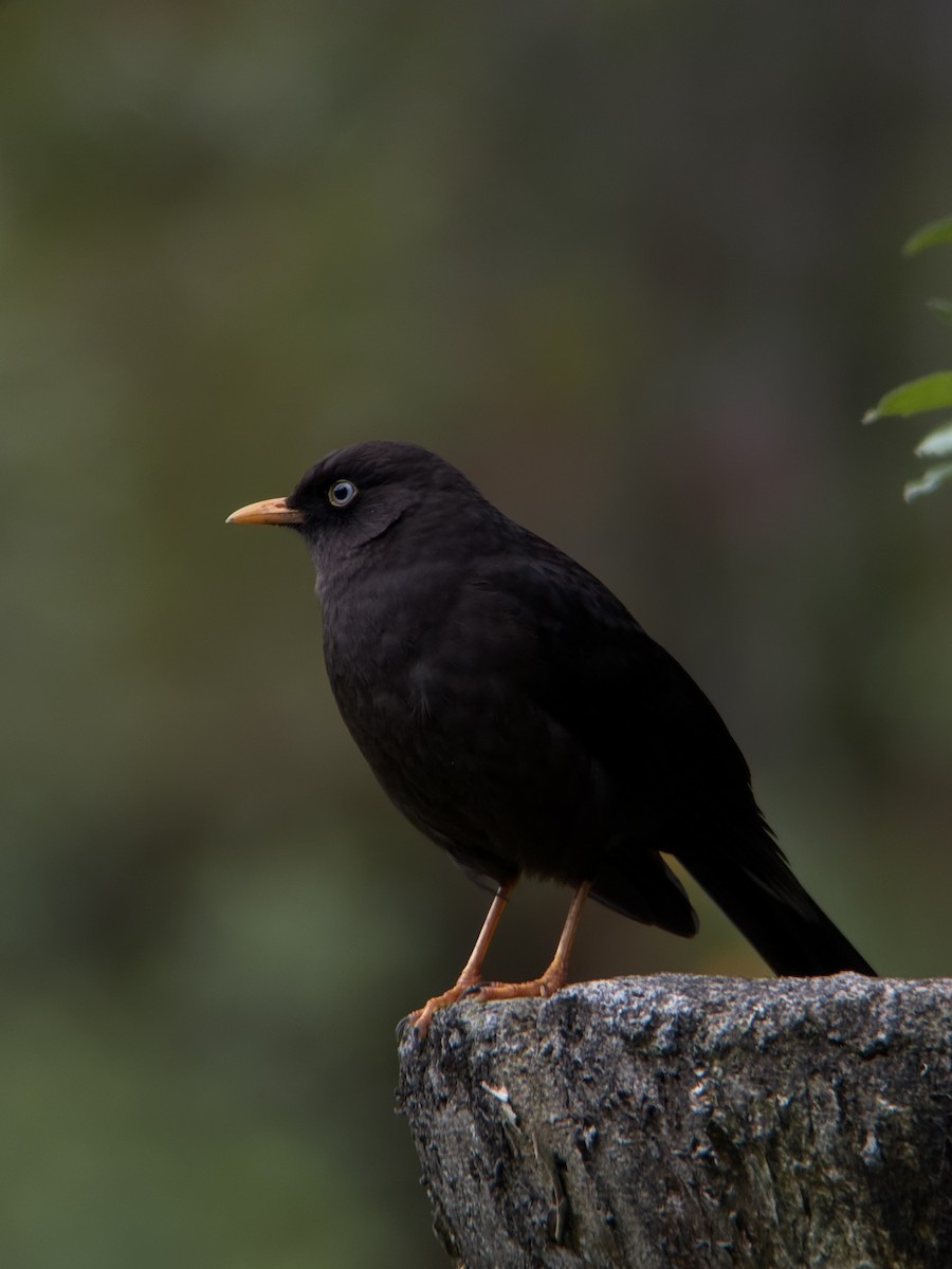 Sooty Thrush - ML643529100