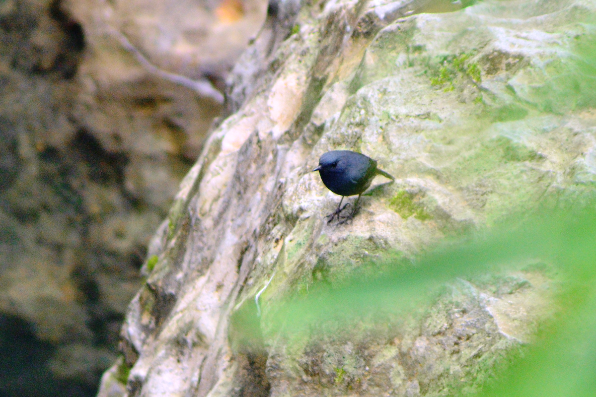 Luzon Redstart - ML643529124