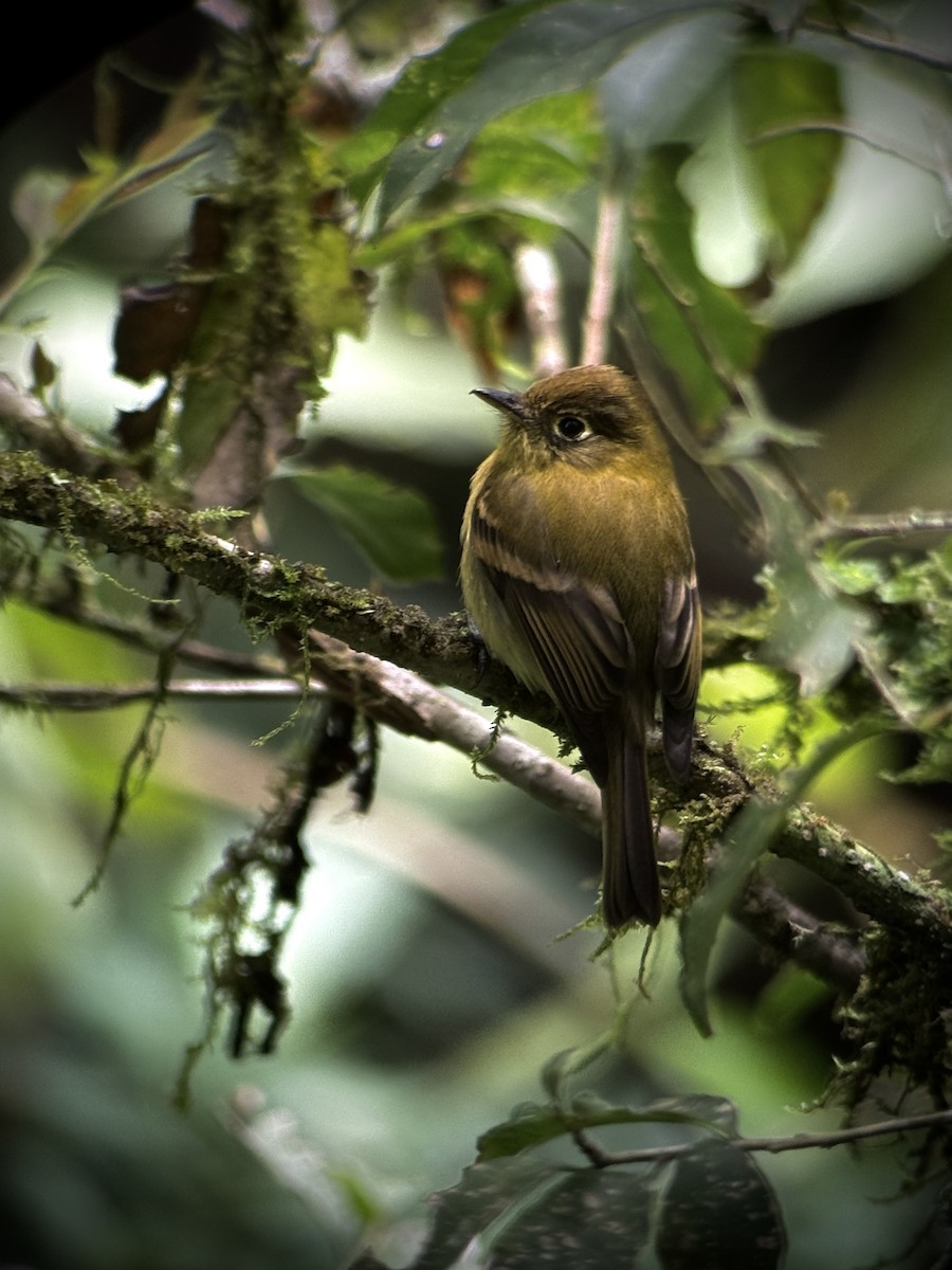 Yellowish Flycatcher - ML643529125