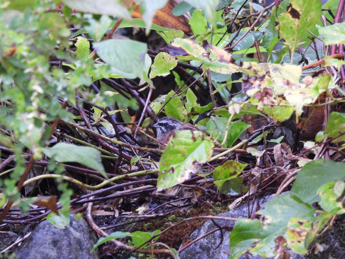 Meadow Bunting - ML643529128