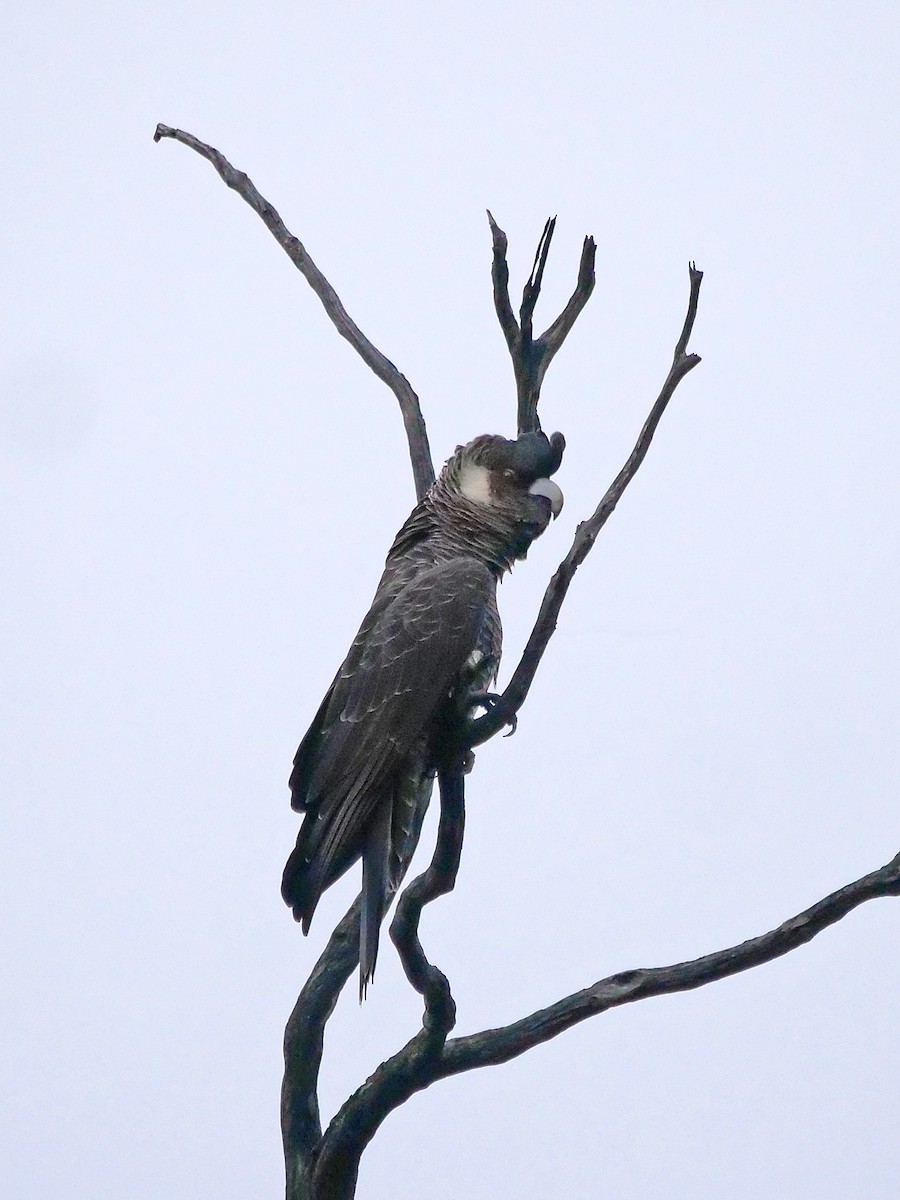 Carnaby's Black-Cockatoo - ML643529132