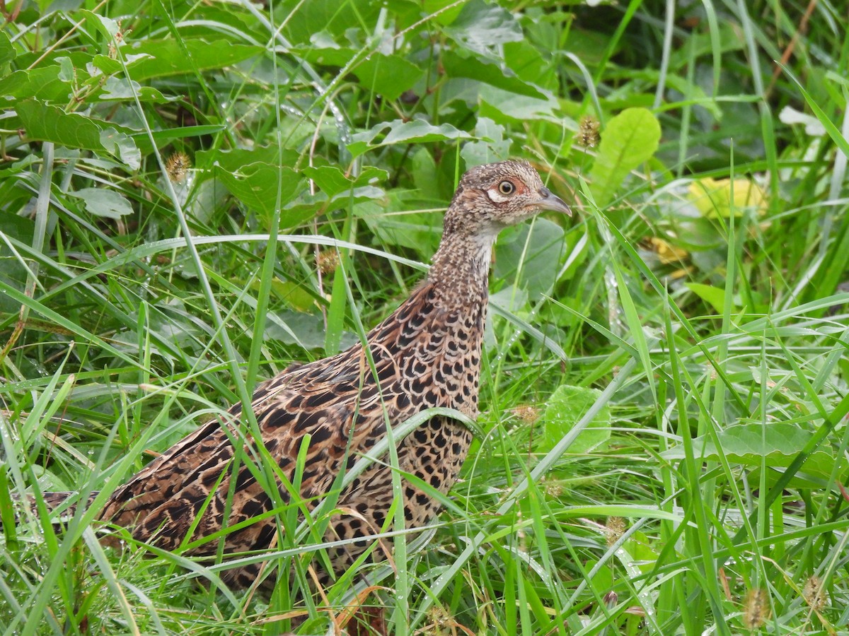 Green Pheasant - ML643529140