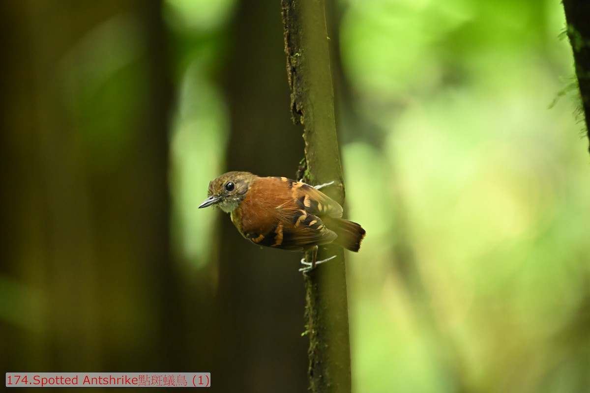 Spotted Antbird - ML643529149