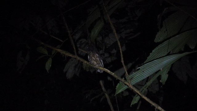 Tawny-bellied Screech-Owl (Northern) - ML643529152