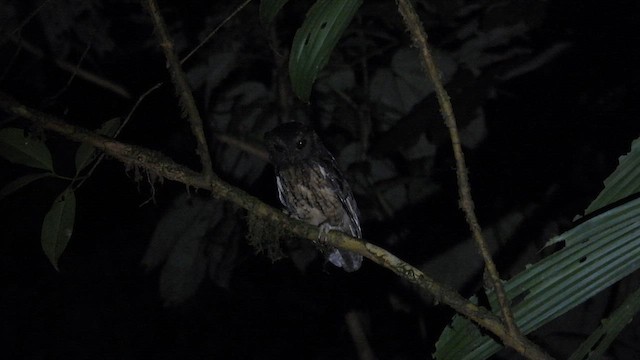 Tawny-bellied Screech-Owl (Northern) - ML643529153