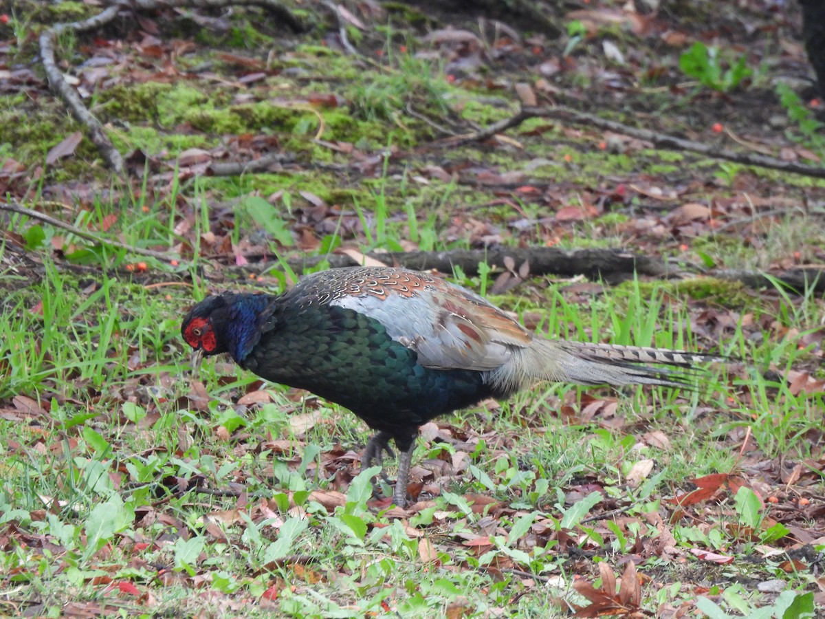 Green Pheasant - ML643529154