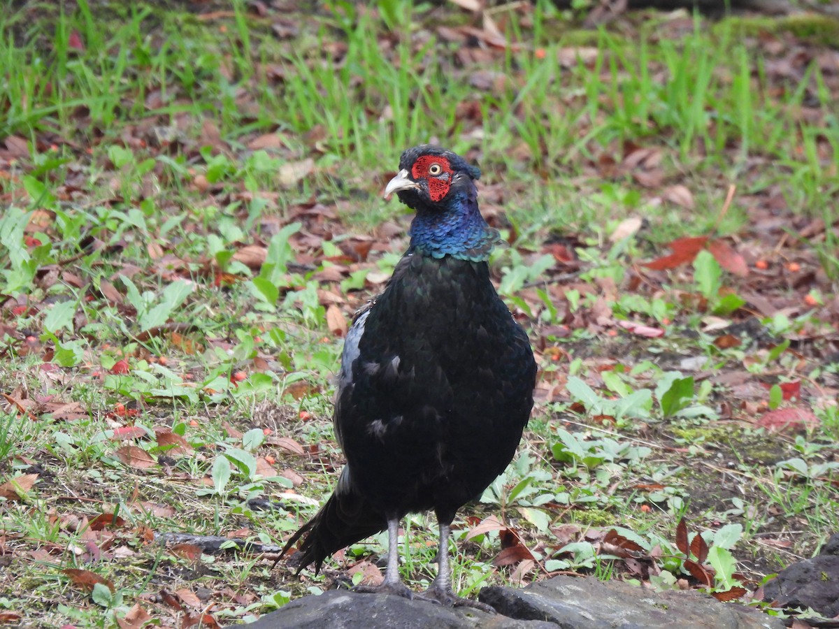 Green Pheasant - ML643529156