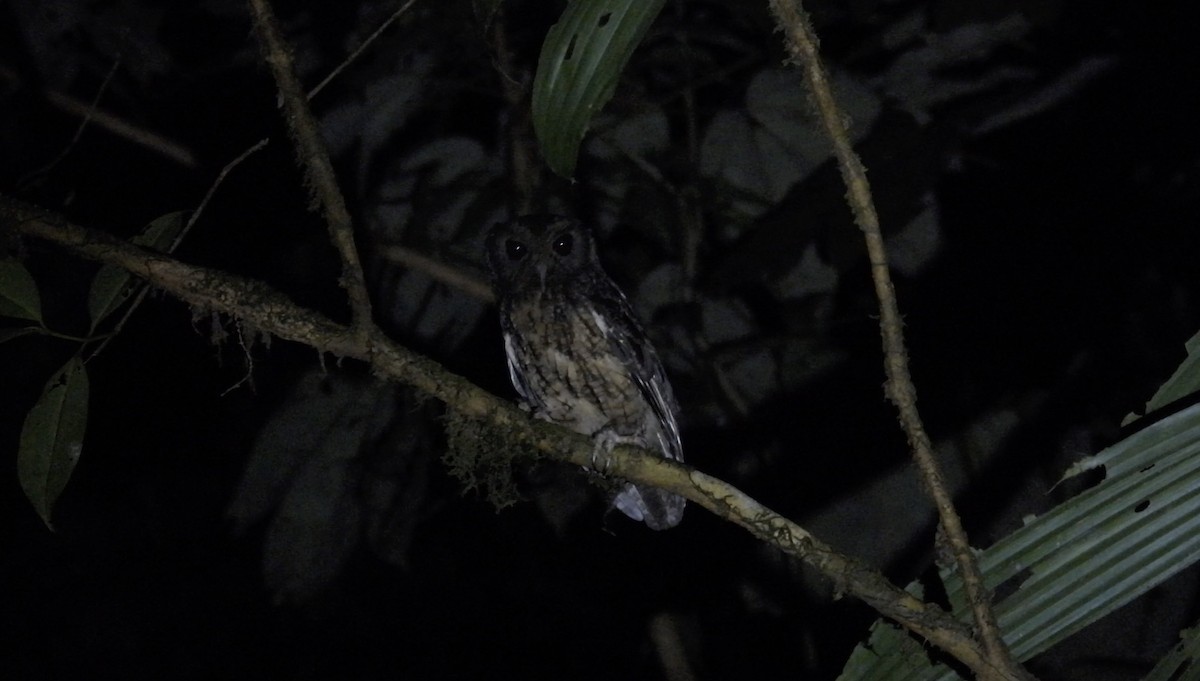 Tawny-bellied Screech-Owl (Northern) - ML643529166