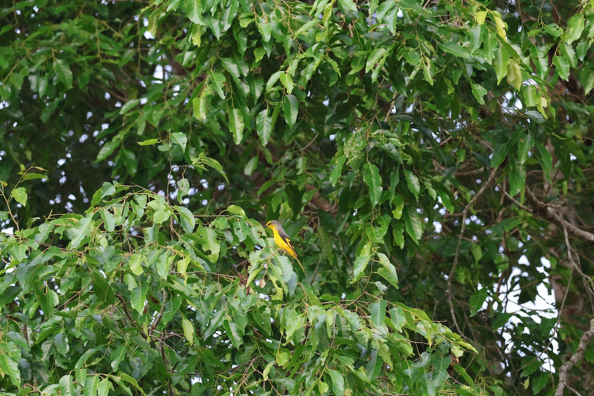 Scarlet Minivet - ML643529168