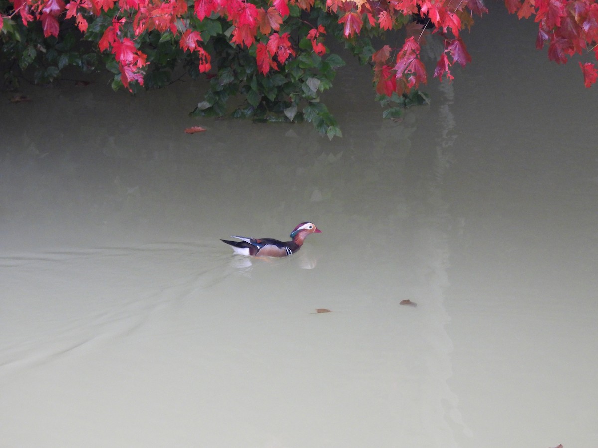 Mandarin Duck - ML643529181