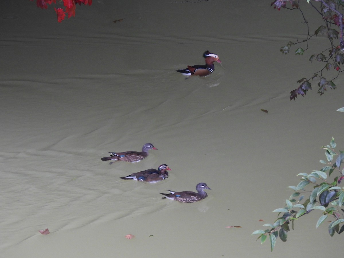 Mandarin Duck - ML643529190