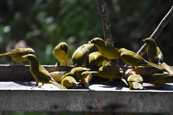 Mitrospin viréon - ML643529196