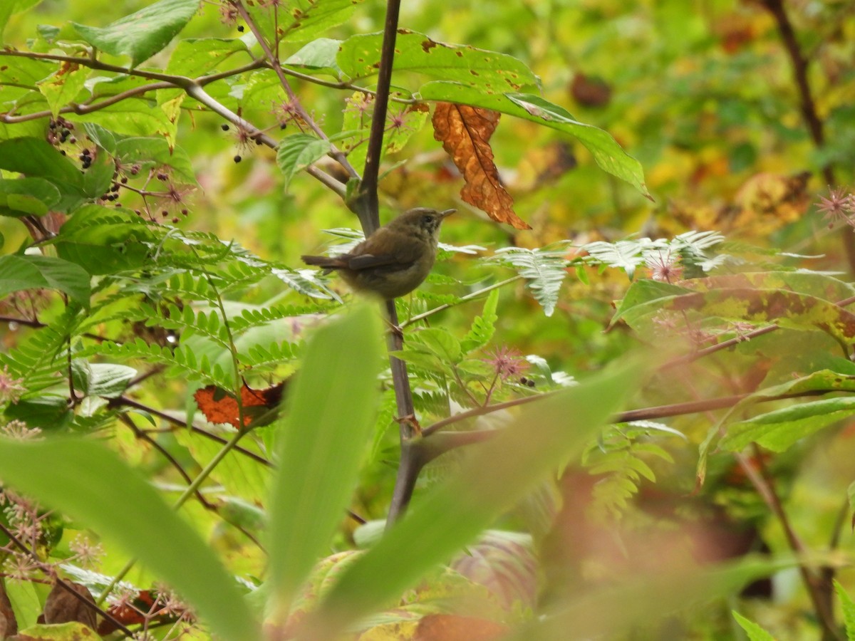 Japanese Bush Warbler - ML643529198
