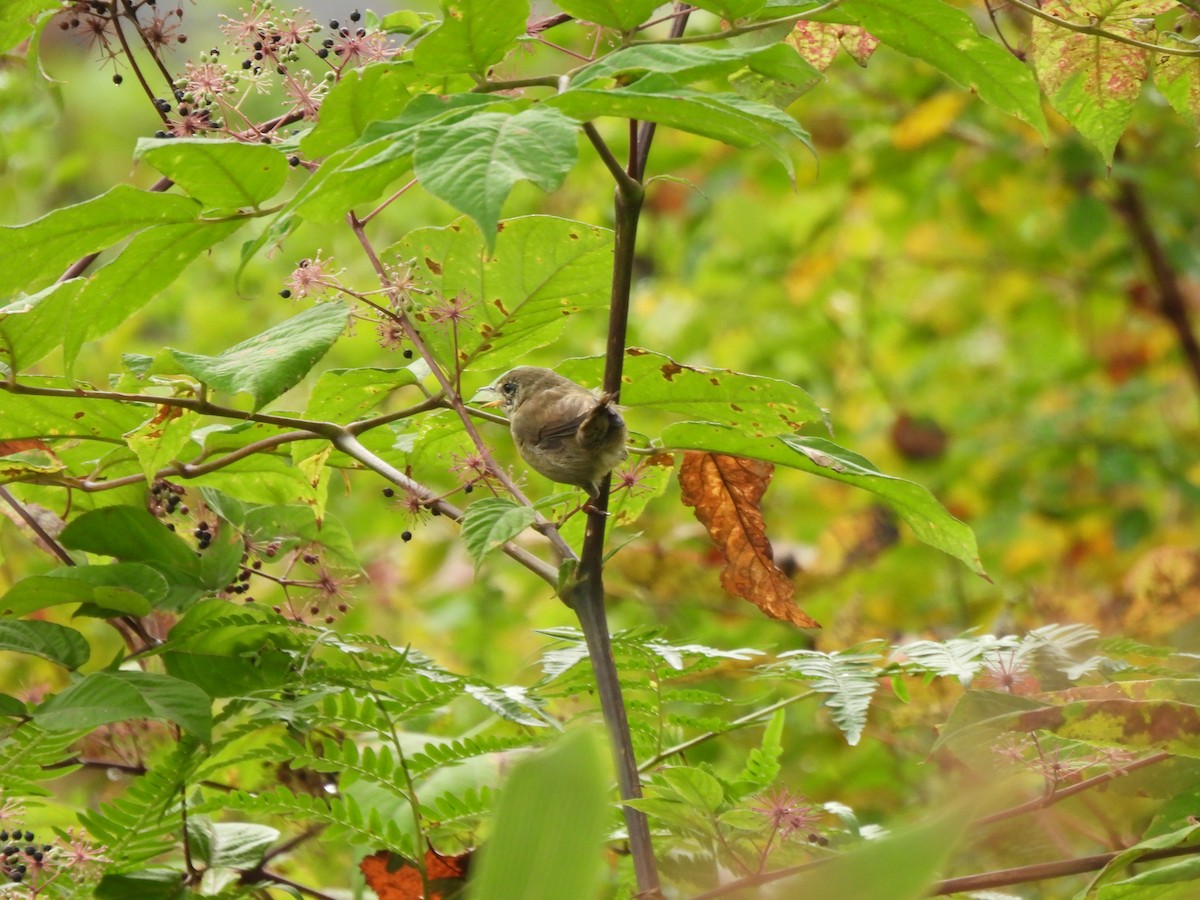 Japanese Bush Warbler - ML643529204