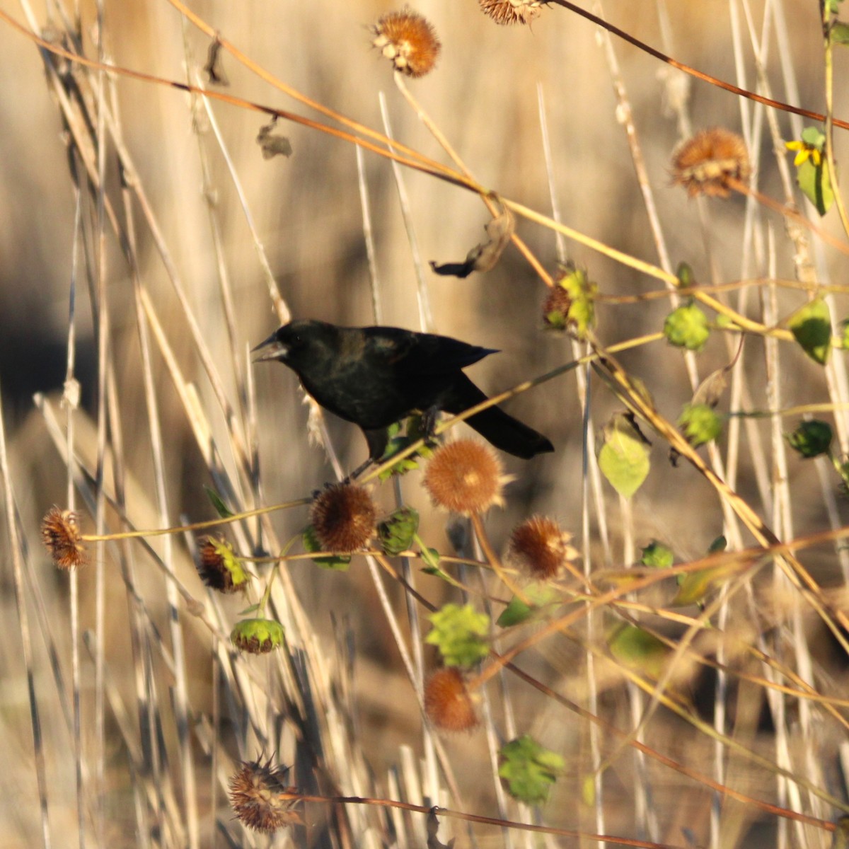 Red-winged Blackbird - ML643529211