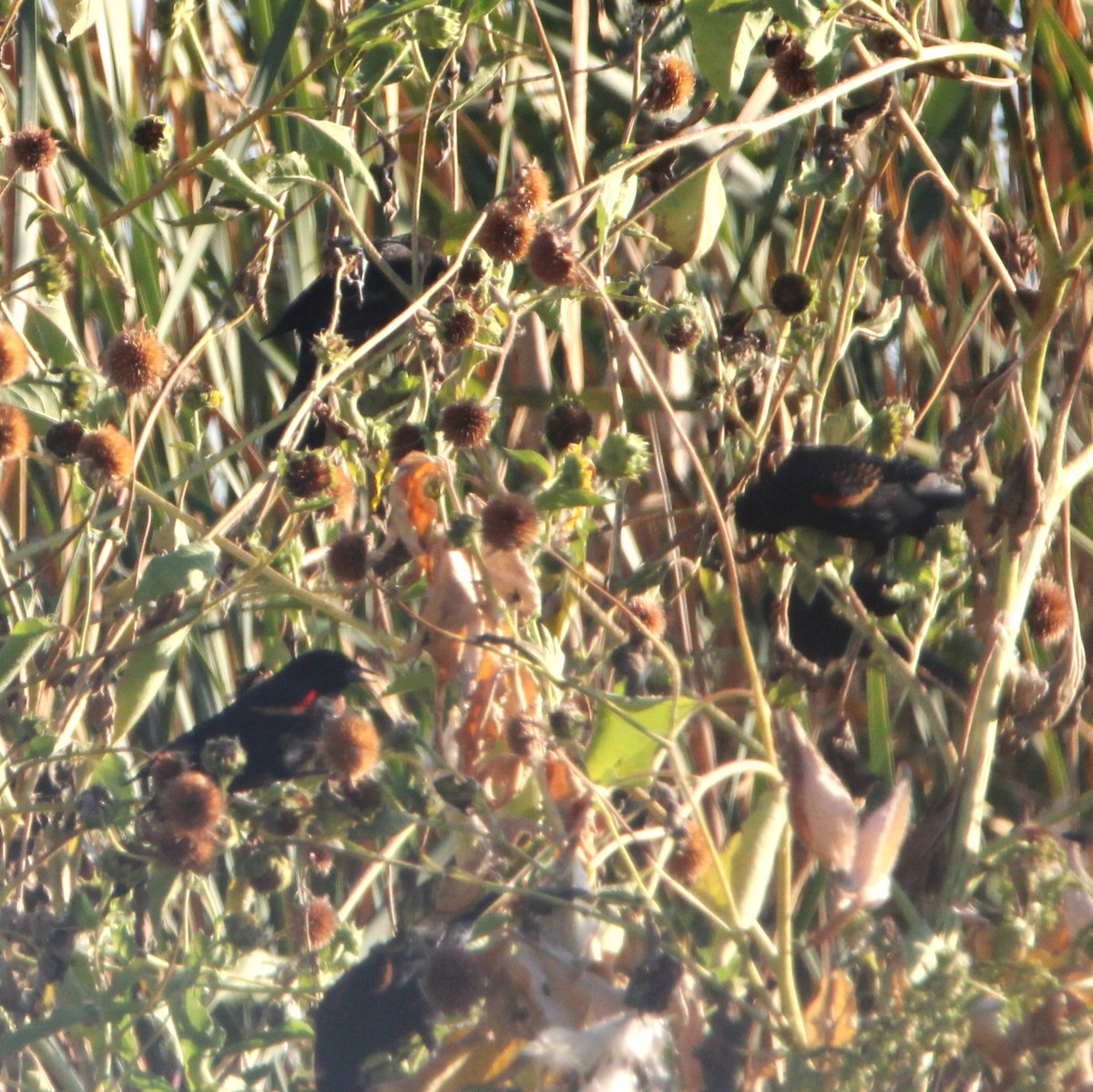 Red-winged Blackbird - ML643529212