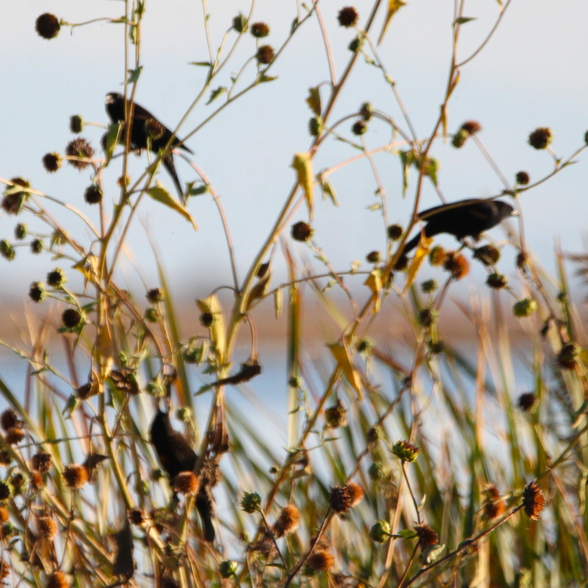 Red-winged Blackbird - ML643529213