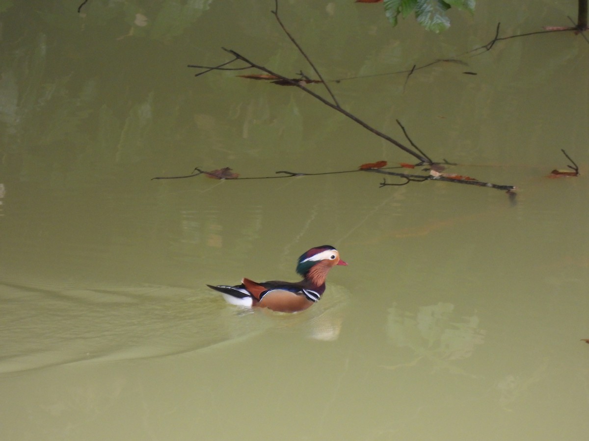 Mandarin Duck - ML643529238