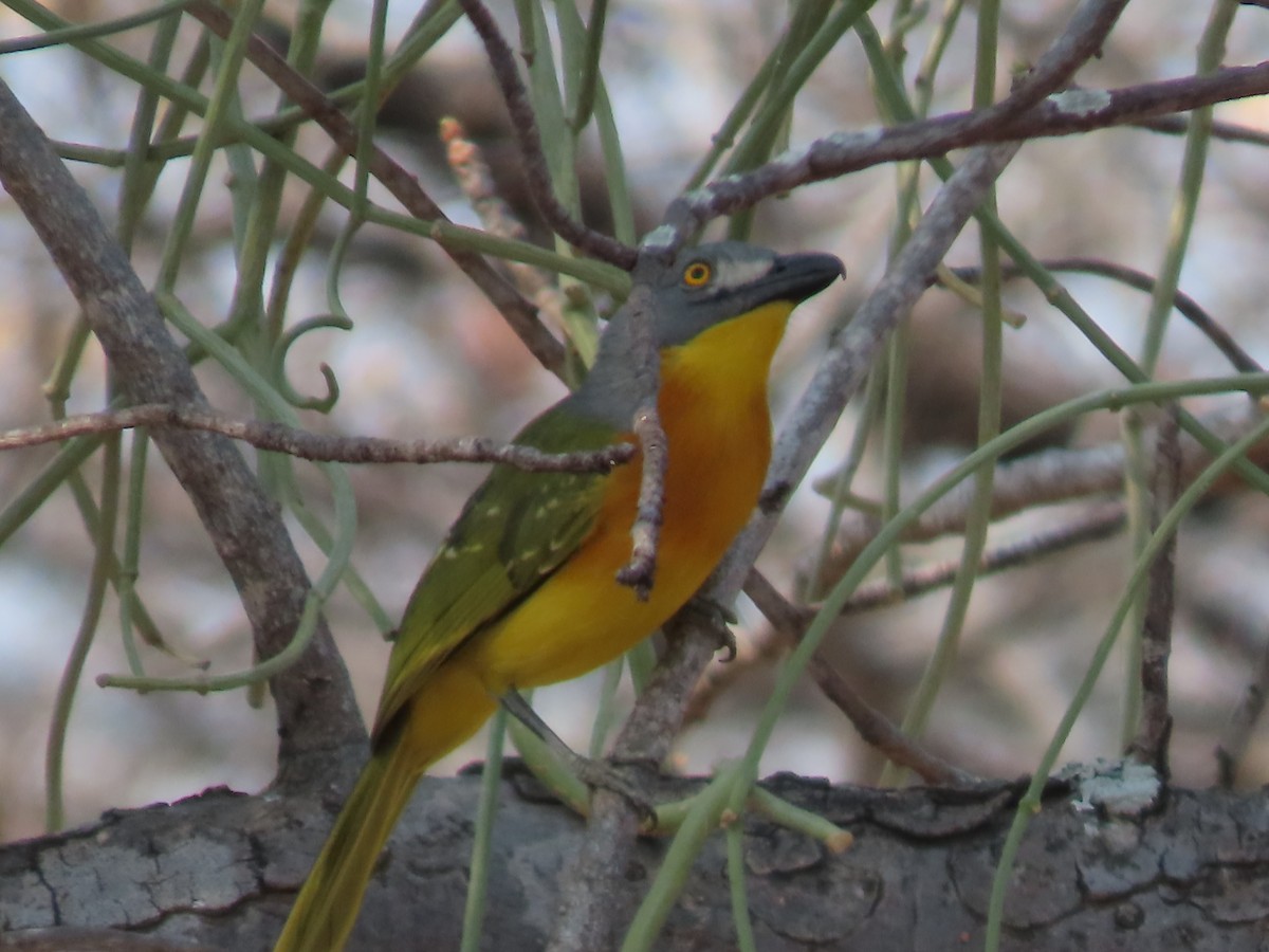 Gray-headed Bushshrike - ML643529240