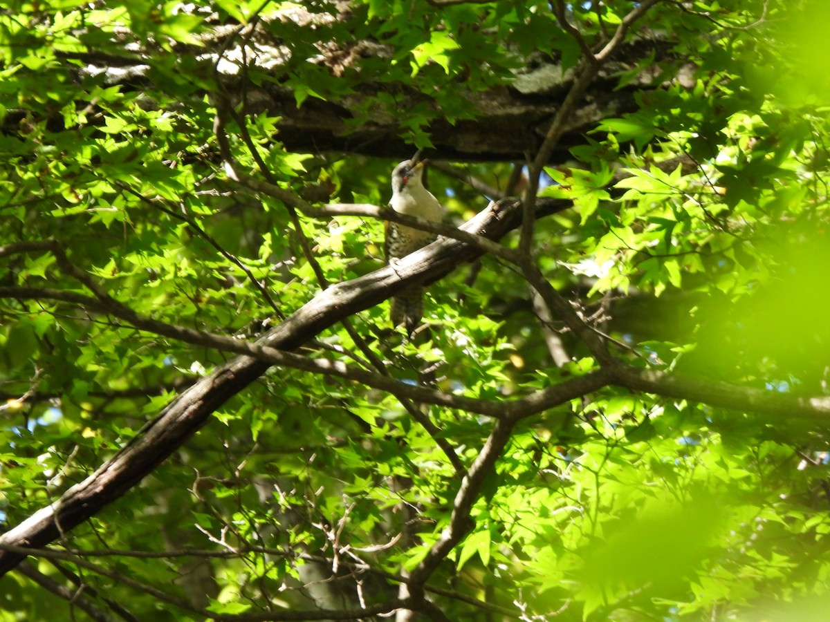 Japanese Woodpecker - ML643529256
