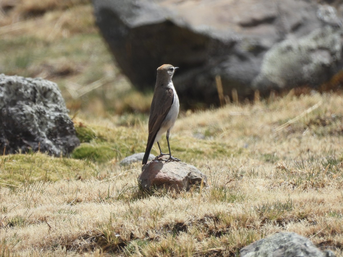 White-browed Ground-Tyrant - ML643529259